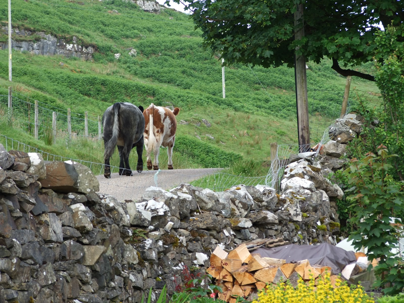 Cows going for a stroll