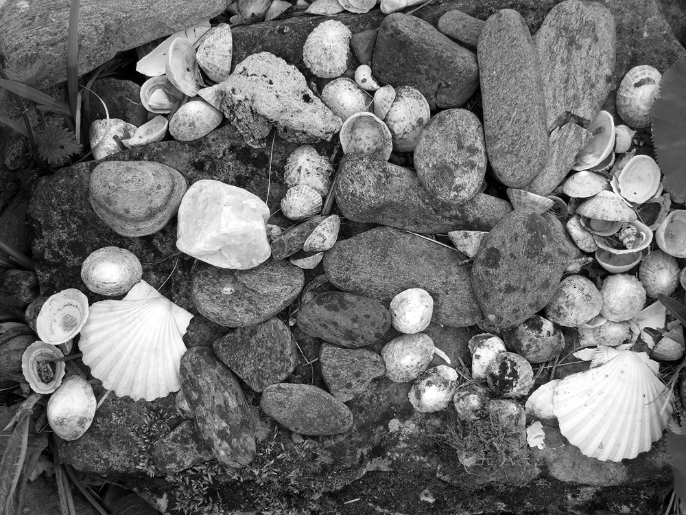 Stones & Shells